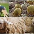 How to treat sheep from ticks and lice, drugs and folk remedies