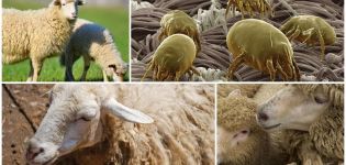 Comment traiter les moutons contre les tiques et les poux, les médicaments et les remèdes populaires