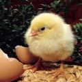 Recommendations, the better to feed day-old chicks at home