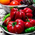 Description of varieties of peppers Ratunda, Ruby, Kolobok, Olenka (Gogoshary)