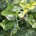 Causes of white bloom on currant leaves, how to process and what to do for treatment