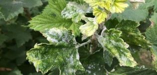 Causas de la floración blanca en las hojas de grosella, cómo procesar y qué hacer para el tratamiento.