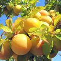 Description des meilleures variétés de prune jaune, plantation, culture et entretien