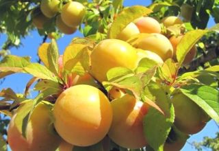 Beschrijving van de beste variëteiten van gele pruim, planten, groeien en verzorgen