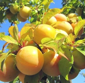 Description des meilleures variétés de prune jaune, plantation, culture et entretien