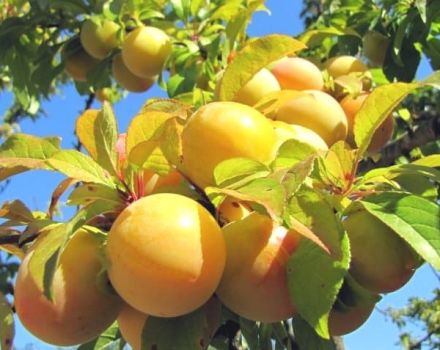 Description des meilleures variétés de prune jaune, plantation, culture et entretien