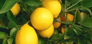 Description of Meyer's lemon and features of home care