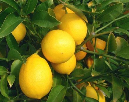 Description du citron Meyer et caractéristiques des soins à domicile