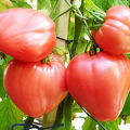 Characteristics and description of the tomato variety Volovye heart, its yield