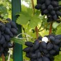 Description and characteristics of Viking grapes, pros and cons