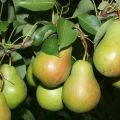 Description of the best varieties of pears for the Moscow region, self-fertile, undersized and resistant to diseases