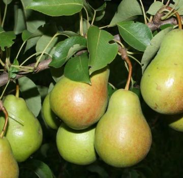 Description of the best varieties of pears for the Moscow region, self-fertile, undersized and resistant to diseases