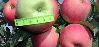 Characteristics of the Prima apple variety, description of subspecies, cultivation and yield