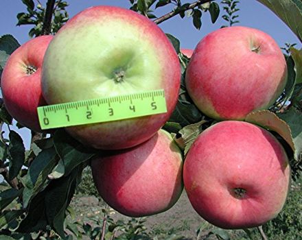 Characteristics of the Prima apple variety, description of subspecies, cultivation and yield