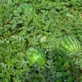 Description of the Ataman watermelon variety and the F1 hybrid, what are the differences, diseases and plant pests