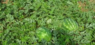 Description of the Ataman watermelon variety and the F1 hybrid, what are the differences, diseases and plant pests