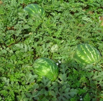 Description de la variété de pastèque Ataman et de l'hybride F1, quelles sont les différences, les maladies et les ravageurs des plantes