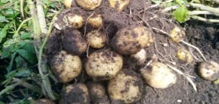 Description of the potato variety Sorcerer, its characteristics and yield