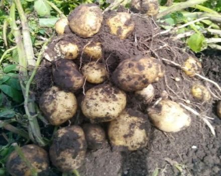 Description of the potato variety Sorcerer, its characteristics and yield