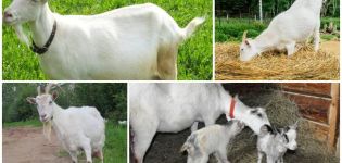 Akibat dari kambing makan selepas melahirkan dan rawatan plasentophagy