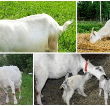 Consequences of the fact that the goat after giving birth ate the afterbirth and treatment of placentophagy