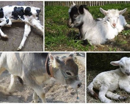 Síntomas y métodos de diagnóstico de la enfermedad del músculo blanco en niños, tratamiento.