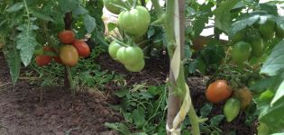 Description et caractéristiques de la variété de tomate Kapia rose