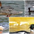 Description of the species and characteristics of merganser ducks, what they eat and lifestyle