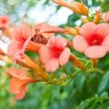 Plantación y cuidado de Kampsis en campo abierto, reproducción y cultivo.