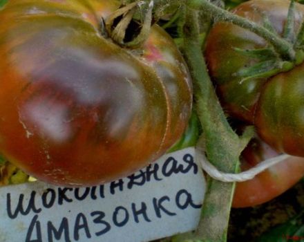 Descripción de la variedad de tomate Chocolate Amazon, sus características y rendimiento