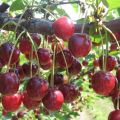 Description of the cherry variety Griot Moskovsky and the characteristics of the yield, planting and care