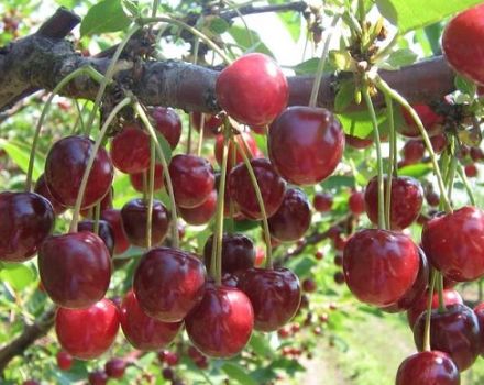 Descripción de la variedad de cerezas Griot Moskovsky y características de rendimiento, plantación y cuidado.