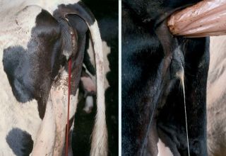 Types and symptoms of endometritis in cows, treatment regimen and prevention