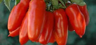 Características y descripción del tomate variedad Red Icicle