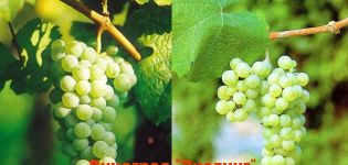 Description and history of breeding Riesling grapes, the rules for its cultivation