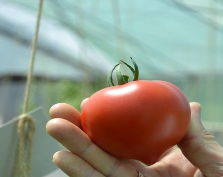 Caractéristiques et description de la variété de tomate Fifty