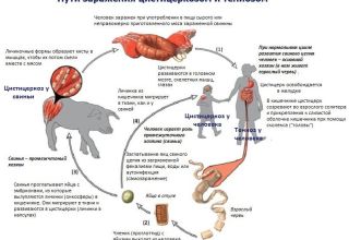 Où est localisé l'agent causal de la cysticercose chez les bovins, symptômes et traitement