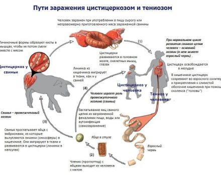 Kde je původcem cysticerózy u skotu lokalizován příznaky a léčba