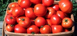 Penerangan mengenai varieti tomato Toptyzhka, ciri dan penanamannya