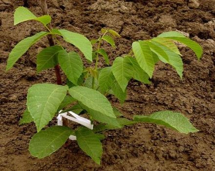 Cultivar y cuidar nueces en Siberia, reglas para prepararse para el invierno.