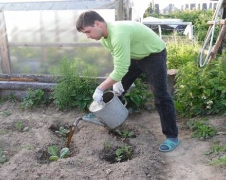 Cómo y cómo alimentar coliflor en campo abierto.