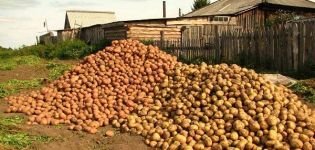 Descriptions and characteristics of the best potato varieties and rating of 2020