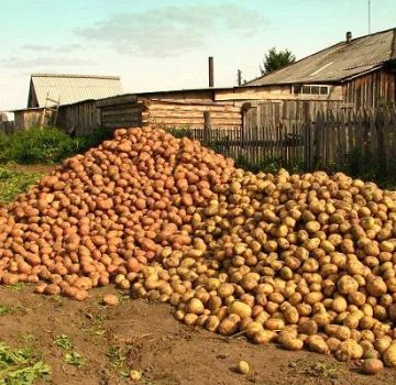 Descriptions et caractéristiques des meilleures variétés de pommes de terre et classement de 2020