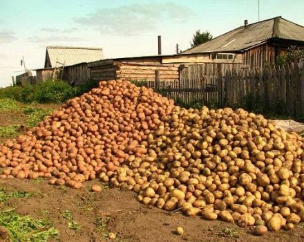 Descriptions et caractéristiques des meilleures variétés de pommes de terre et classement de 2020