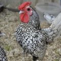 Description et caractéristiques des 22 meilleures races de poulets décoratifs