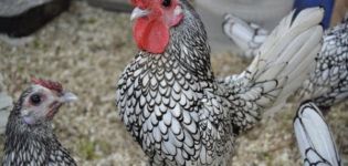 Description et caractéristiques des 22 meilleures races de poulets décoratifs