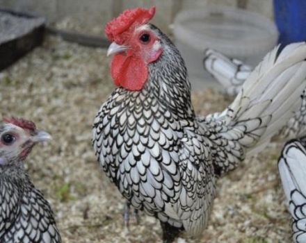 Description et caractéristiques des 22 meilleures races de poulets décoratifs