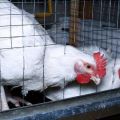 Rules for keeping and growing broilers at home in cages