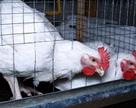 Rules for keeping and growing broilers at home in cages