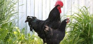 Description and rules for keeping chickens of the Xin Xin Dian breed